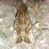 Apamea monoglypha